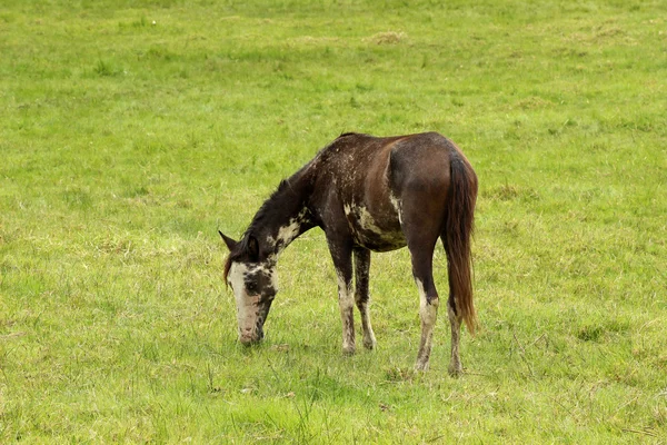 Brown and White Horse Grazing — Stock Photo, Image