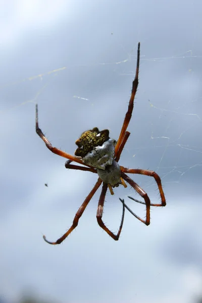 Biały i żółty Orb Weaver pająk — Zdjęcie stockowe