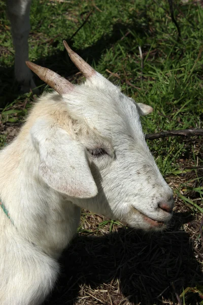 Goat With Small Horns — Stock Photo, Image