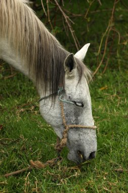 Beyaz bir çiftlikte otlatma at