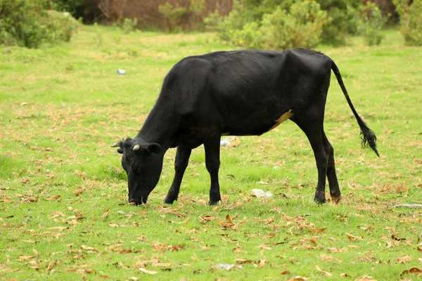 Black Cow Grazing on a Farm — Stock Photo, Image