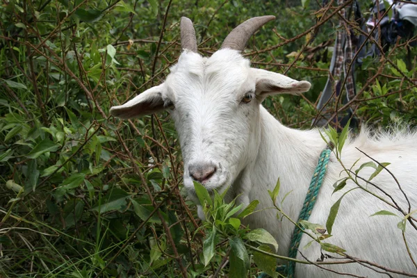 Babá cabra em um Bush — Fotografia de Stock