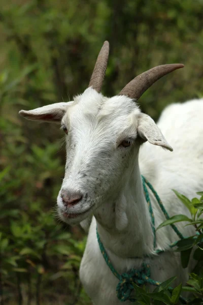 Weiße Ziege — Stockfoto