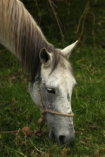 Cheval blanc sur une ferme — Photo