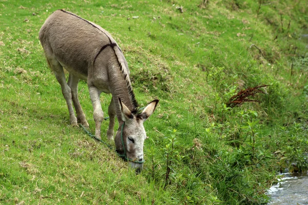 Mule em uma margem do rio — Fotografia de Stock