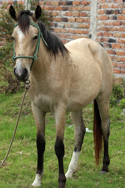 淡褐色的马 — 图库照片