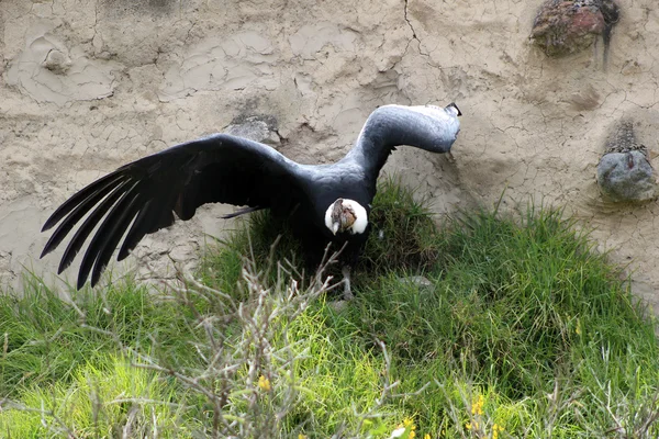Condor andino com asas abertas — Fotografia de Stock