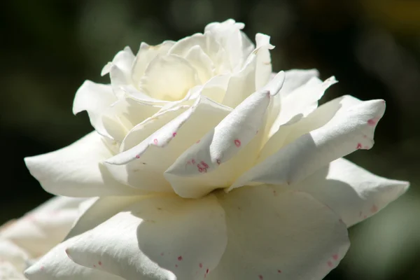 White Rose in a Garden