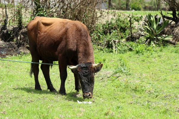 Hnědé býk v pastvinách — Stock fotografie