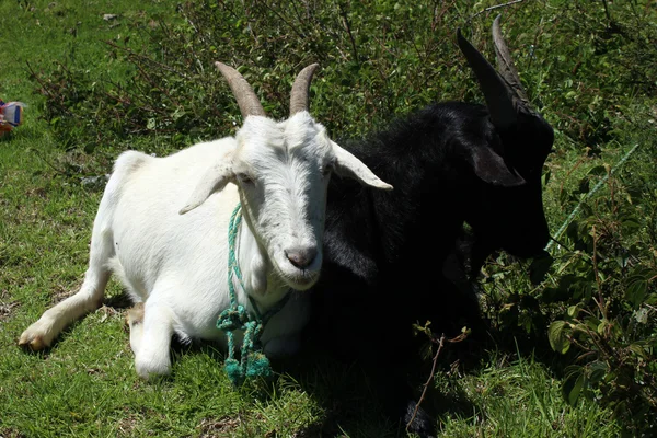 Zwarte en witte geit — Stockfoto