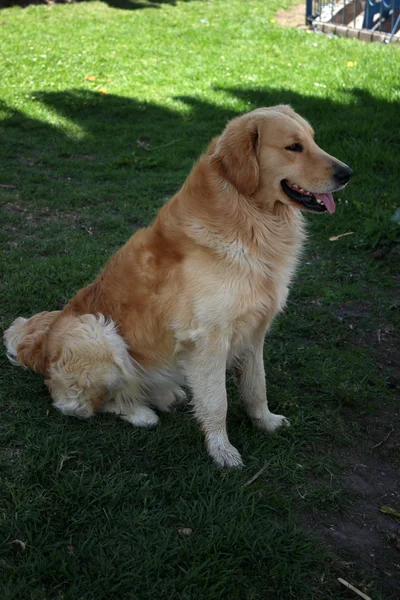 Large Brown Dog — Stock Photo, Image
