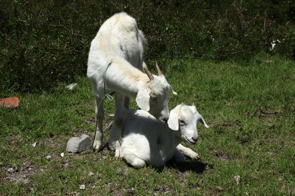 Deux chèvres dans un pâturage — Photo