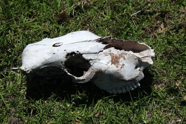Koe schedel in een veld — Stockfoto