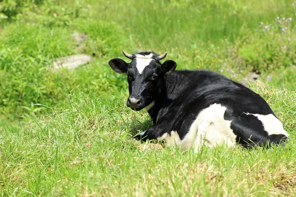 Otların arasında yalan Holstein inek — Stok fotoğraf