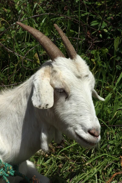 Rosto de uma cabra branca — Fotografia de Stock