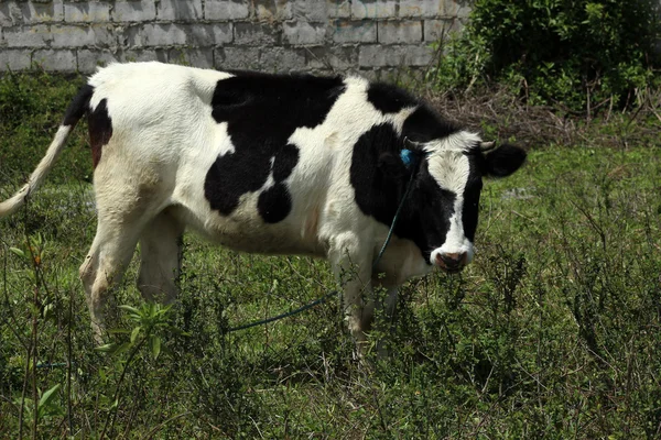 Vaca de Holstein entre ervas daninhas — Fotografia de Stock