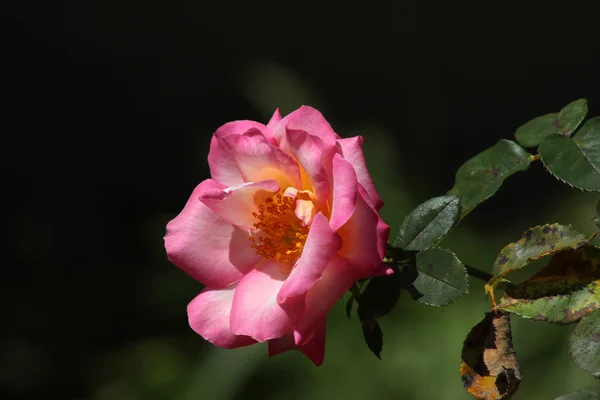 Pink Rose in een tuin — Stockfoto