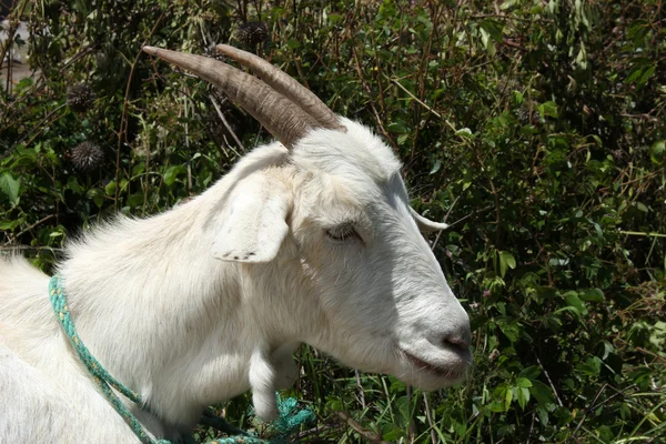 Белый козел на ферме — стоковое фото