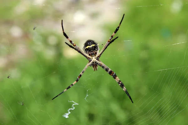 Orb Weaver Spider em uma teia de aranha — Fotografia de Stock