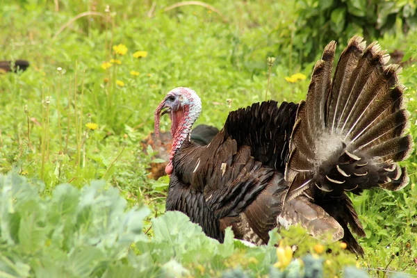 Pavo macho —  Fotos de Stock