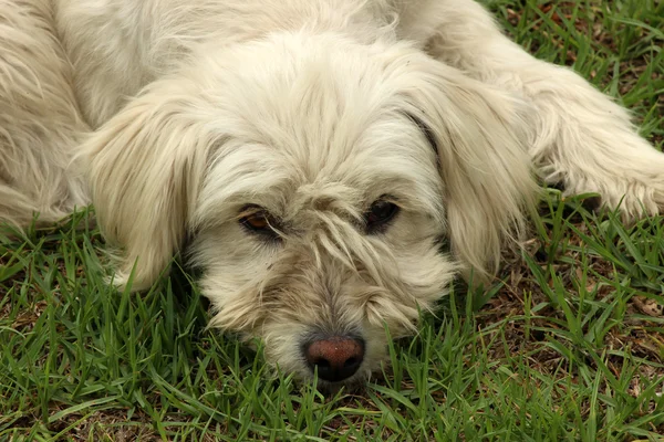 White Dog in a Park — Stock Photo, Image