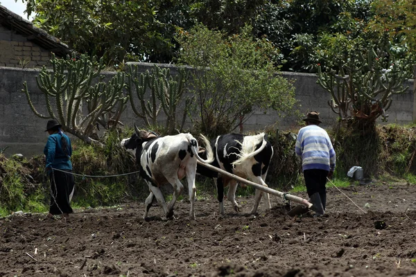 Plowing a Field With Oxen — Stock Photo, Image