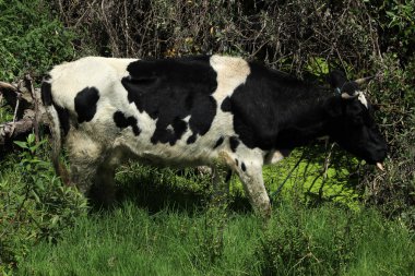 Bir çiftçi mera'Holstein inek