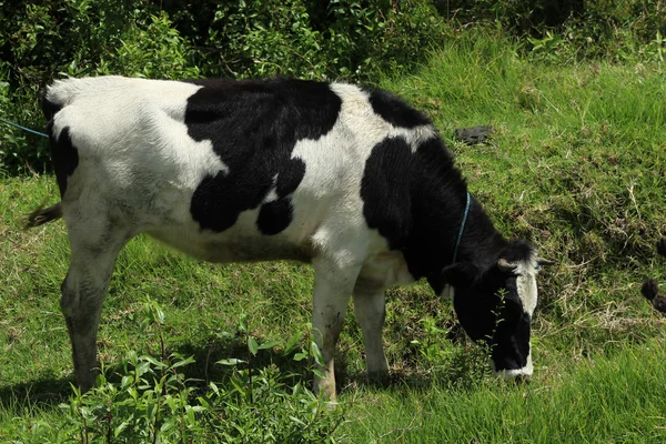 Holstein kráva v křoví — Stock fotografie