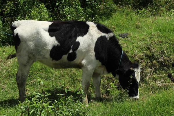 Holstein inek çalıların arasında