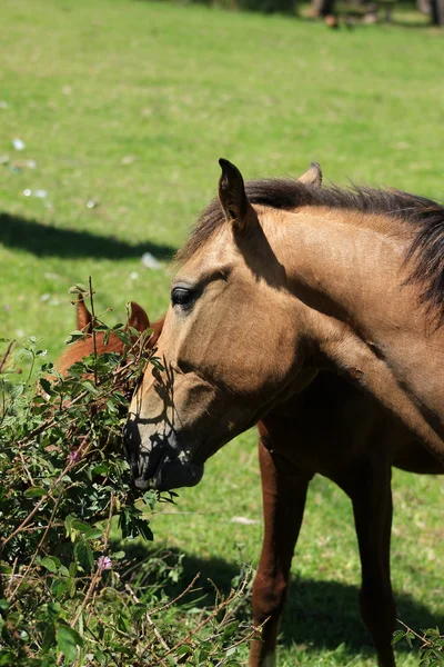 放牧对灌木匹棕色的马 — 图库照片