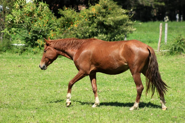 Cheval brun marchant dans un pâturage — Photo