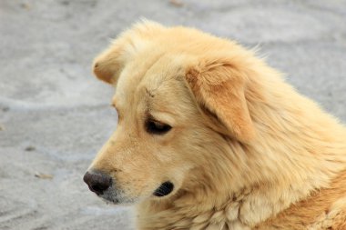 Bir sokakta kahverengi köpek