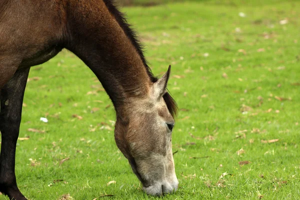 ファームの茶色の馬の頭 — ストック写真