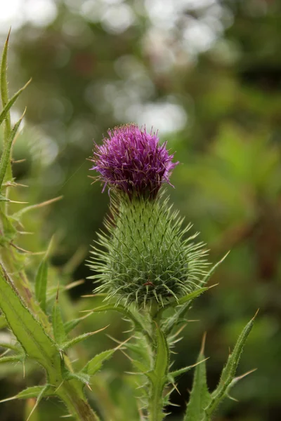 Chardon violet sauvage dans un champ — Photo