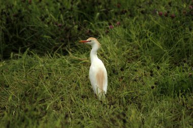 Uzun otların içinde sığır balıkçıl