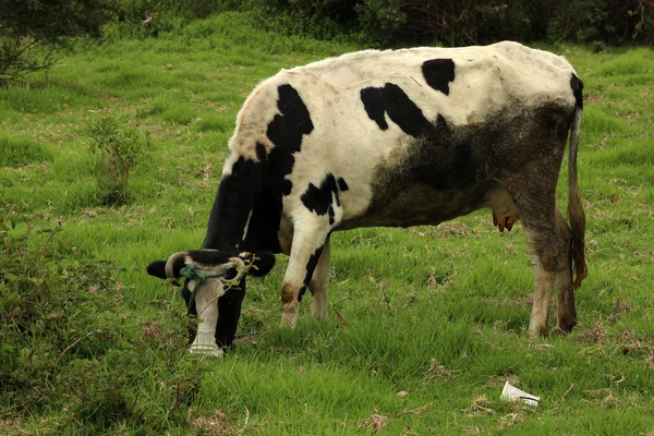 ホルスタイン種雌牛の農場で放牧 — ストック写真