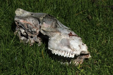 Bir alandaki bir inek kafatası