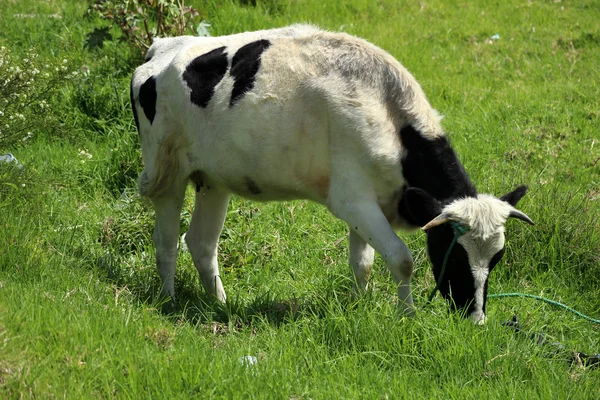 Vacca di Holstein — Foto Stock