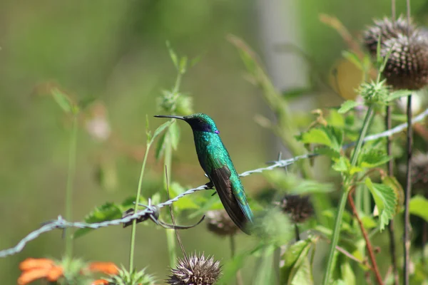 Hummingbird on Barbed Wire — Stock Photo, Image