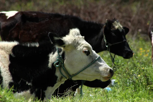 Holstein ko liggande i en betesmark — Stockfoto