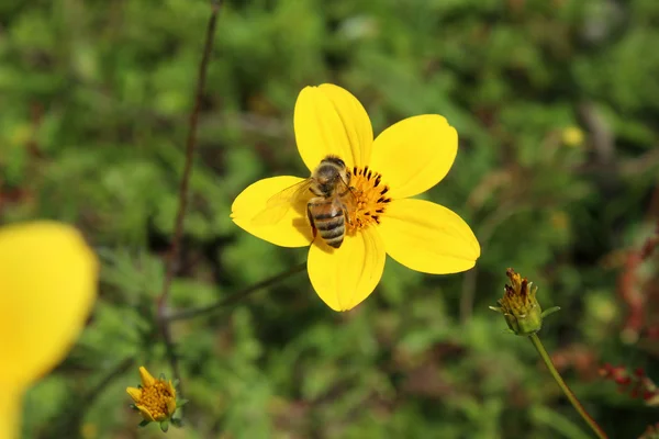 Abeille à miel sur fleur jaune — Photo