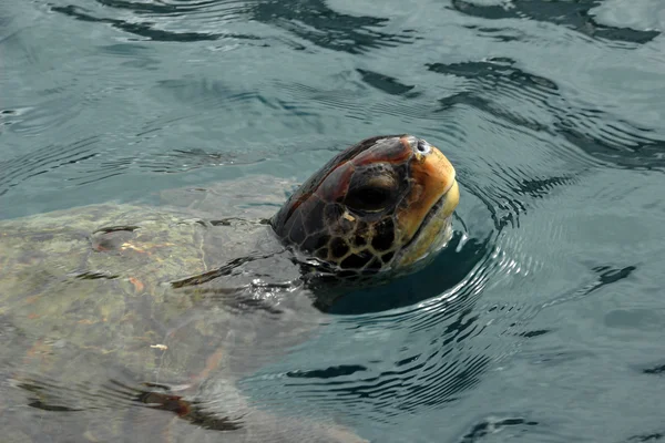 Hoofd van een zeeschildpad — Stockfoto