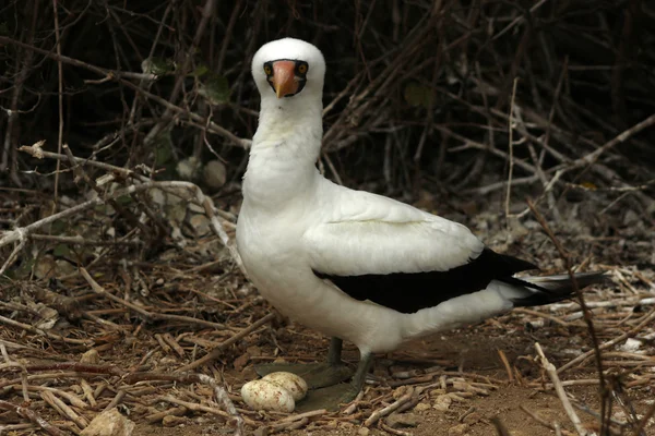 Nazca Boobie y huevos —  Fotos de Stock