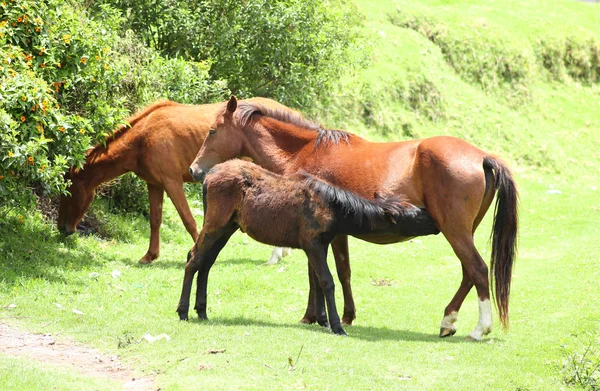 Konie na pola uprawne — Zdjęcie stockowe