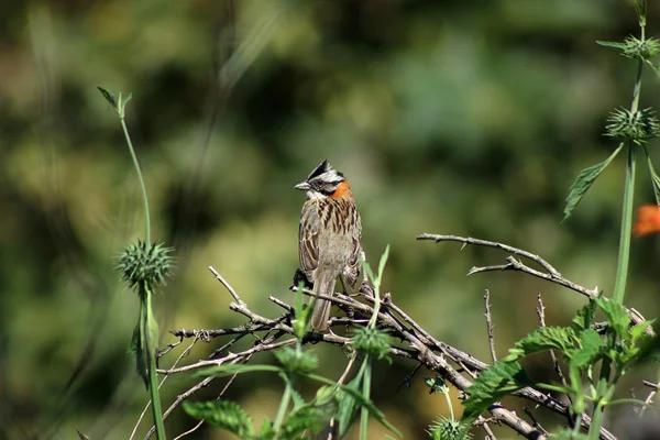 Vörhenyes galléros Sparrow egy fa — Stock Fotó