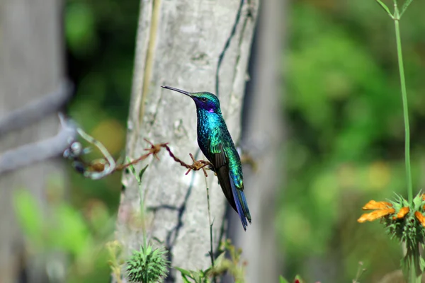 Hummingbird on Barbed Wire — Stock Photo, Image