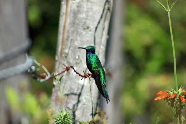 Sparkling Violetear Hummingbird — Stock Photo, Image