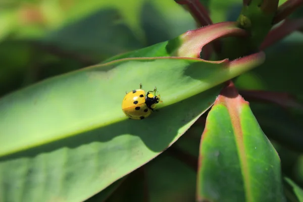 Coccinella gialla — Foto Stock