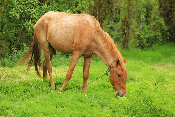 Hnědý kůň na pastvině — Stock fotografie