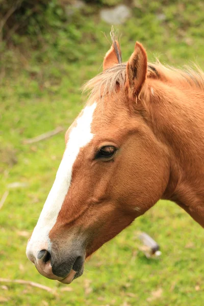 Ansikte av en brun och vit häst — Stockfoto